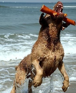 乞沙比克猎犬怎么训练 该犬的扑咬训练