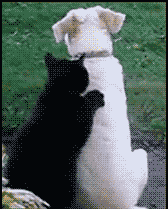 黑猫给白狗狗按摩背部