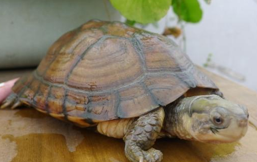 英国一只懂得打开滑行门的聪明宠物龟引起众人的关注