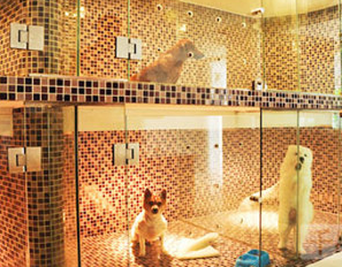 莫高窟等景点开启宠物“寄存”服务