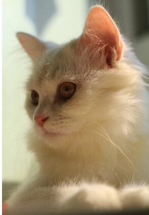 主人把猫咪送人 却倒贴1000重新带回家