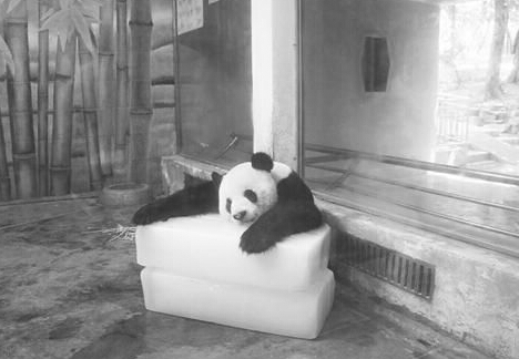 酷暑难耐 动物园大熊猫抱着冰块午睡