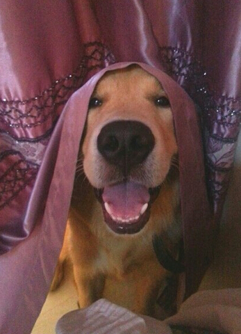 超聪明！萌犬家务健身走台步样样精通