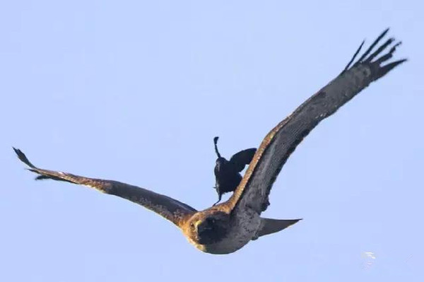 动物界奇闻“青蛙骑蜗牛搭便车”