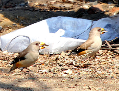 蜡嘴雀怎么训练 该鸟空中接物的训练方法
