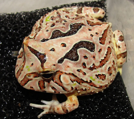 红蝴蝶角蛙价格 二级地市价格会有所上调