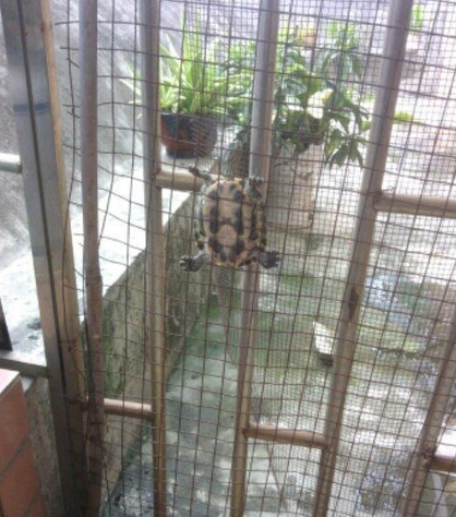 它这是要越狱的节奏么？