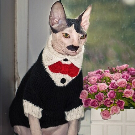 猫咪外貌性格酷似希特勒乐到猫主人