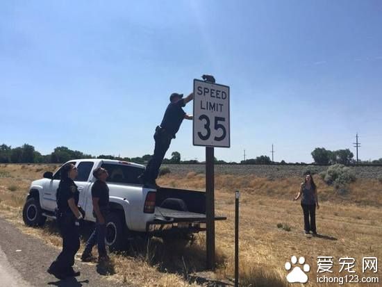 小猫困路标上 警察抽空解救