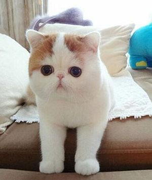 你的猫嘴咋长得这么萌呢