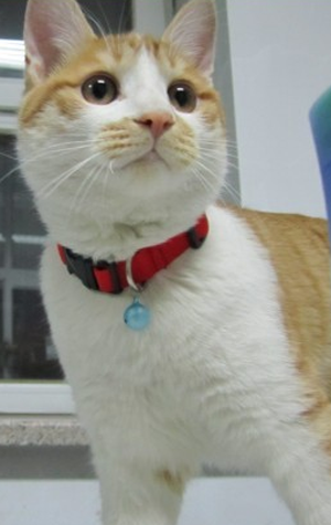 精神十足的猫猫