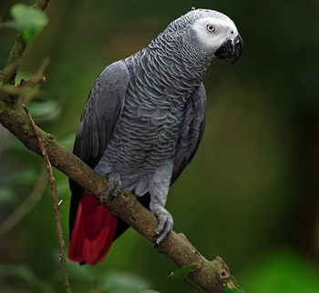非洲灰鹦鹉多少钱 该鸟的知名度非常高