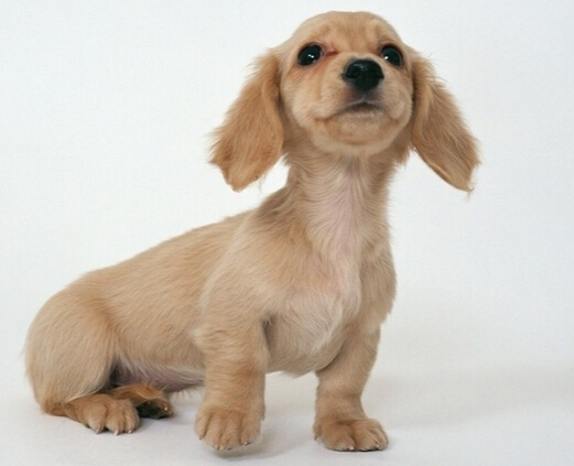 狗狗守在主人坟前两个星期感动周围群众