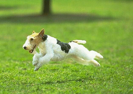 女孩为专心养狗舍弃工作专心在家养狗