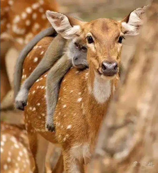 动物界奇闻“青蛙骑蜗牛搭便车”