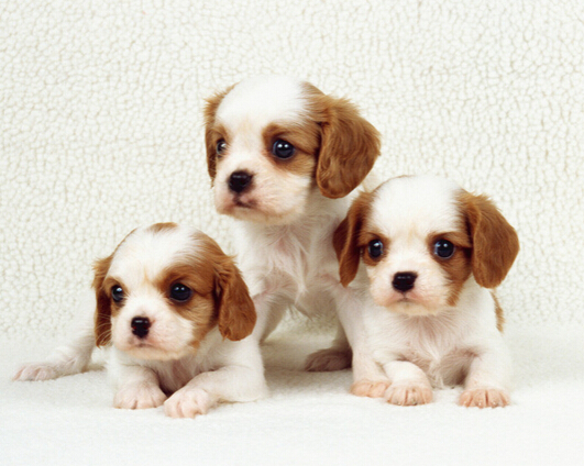 国内再度兴起狗医生 吸引一大批爱狗人士