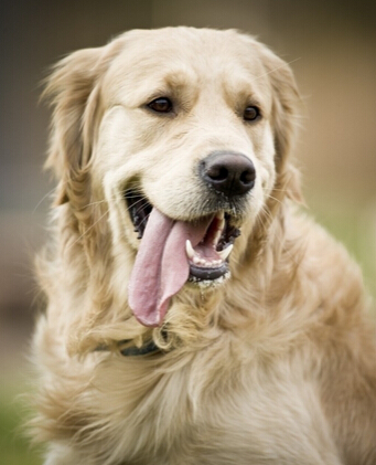 哈尔滨一狗狗竟不爱吃骨头只吃火腿肠和狗粮