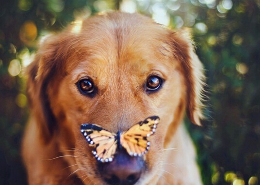 一爱狗人士竟然做起了偷盗别人家狗狗的行为