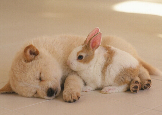 养狗遇到烦心事 一时气急扇人耳光赔偿200 