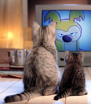 两只傻猫看着我干嘛