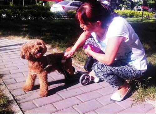 狗主人为爱犬制造轮椅引围观群众一片赞