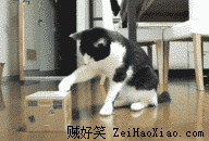 喵星人你又调皮了