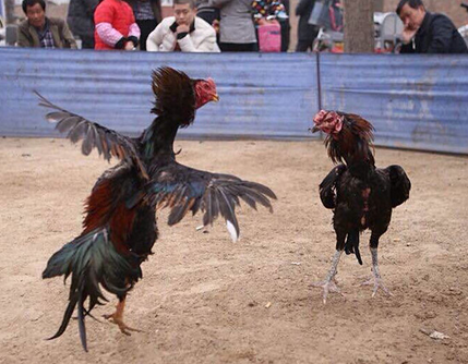 民俗，斗鸡！