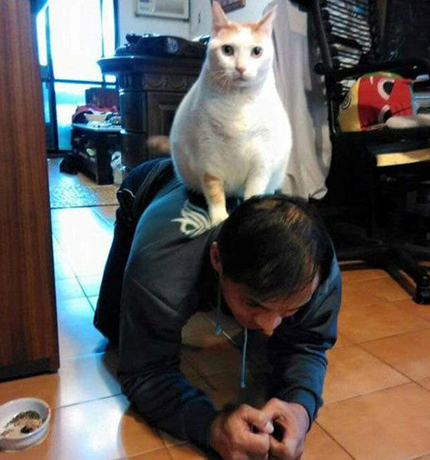 压力猫大啊，强龙不压地头蛇