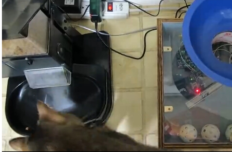 猫主人改装自动喂食器 捉到“猎物”才能吃饭