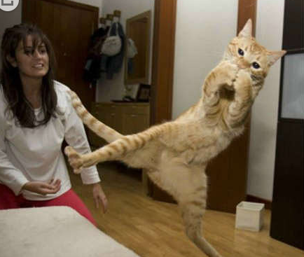 喵星人的飞跃动作