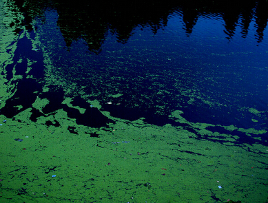 西流湖覆满浮萍 小狗错认为草地跳湖变落水狗