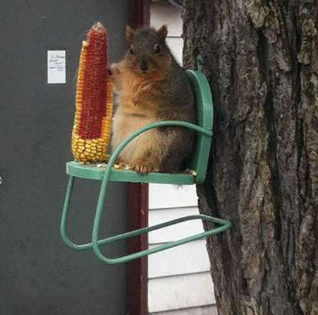 松鼠小哥一冬天就都指望这个玉米了