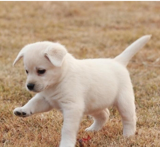 快递小哥悬赏千金希望找回丢失爱犬 