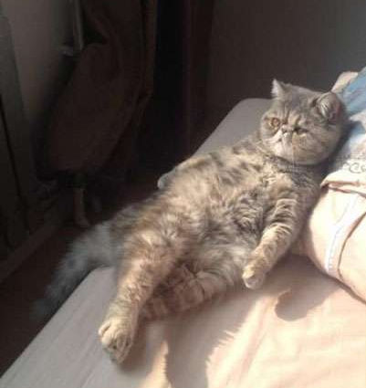 这货这样晒太阳的姿势太叼了