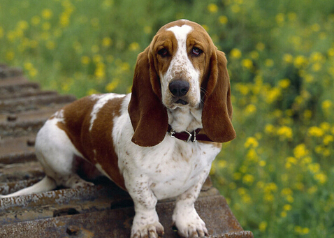 狗狗不幸调入裂缝，众人合力救出狗狗