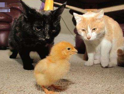 咦？我好像感觉到两股杀气？