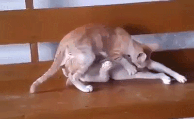 这俩货跟谁学的