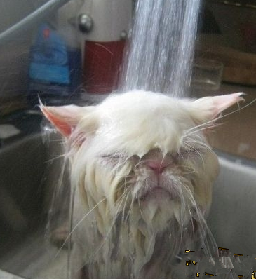 主银，都说了洗澡时不要拍照！隔壁阿花看见都不理偶了。