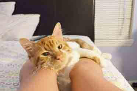 喵星人，你在看什么呢！