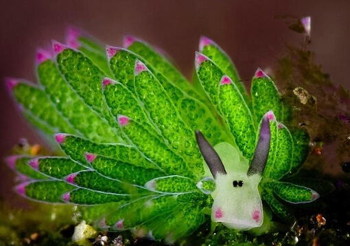 巴厘岛发现海兔呆萌神似卡通形象