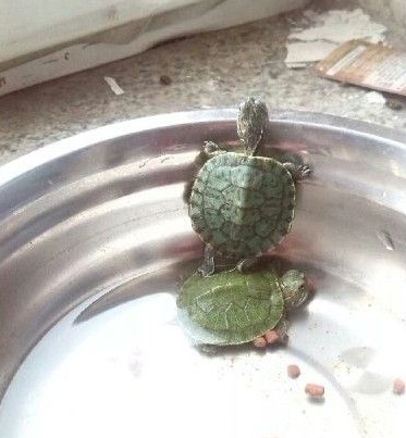 老大，外面的美女多吗