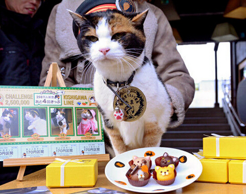 日本车站为纪念猫站长设立“小玉神社”