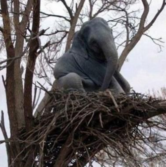 这年头别说母猪了，大象都可以上树