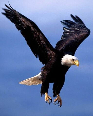 加拿大白头鹰通过医疗重获新生