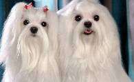马尔济斯的形态特征 该犬是温和的小犬