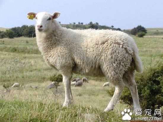 有没有考虑羊的感受？父子三人经营羊妓院被捕