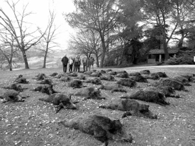 77岁老翁为保护宠物遭到野猪攻击 被一只重达100公斤的野猪咬死