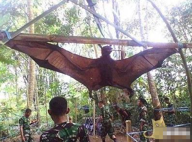 动物界的世界之最就能让你大开眼界 刷爆你的眼球