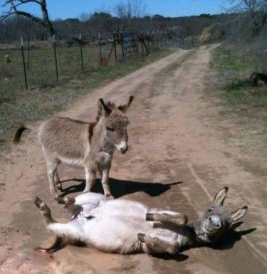 驴打滚就是这个样子