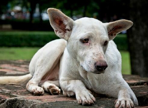 善良老夫妇救助几百条流量狗狗感动众人